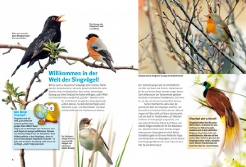Preview: Entdecke die Singvögel